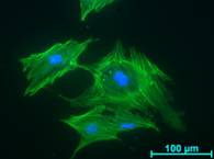 eingefärbte Zellen unter dem Mikroskop, Gastroenterologie Uniklinik Rostock